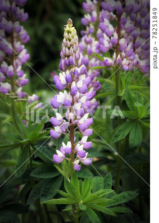 Lupin Flowers Lupin Flowers 78251849