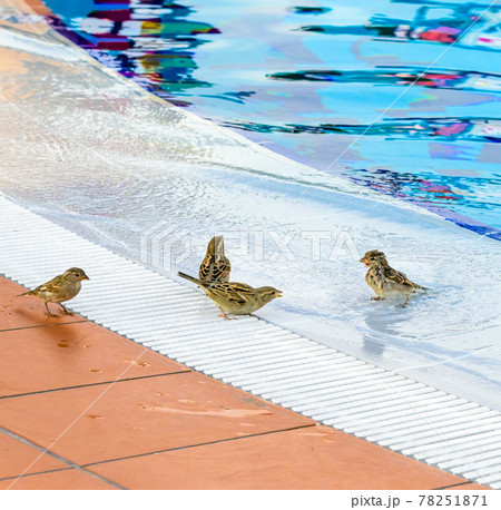 Birds splashing around the empty outdoor pool in deserted hotel 78251871