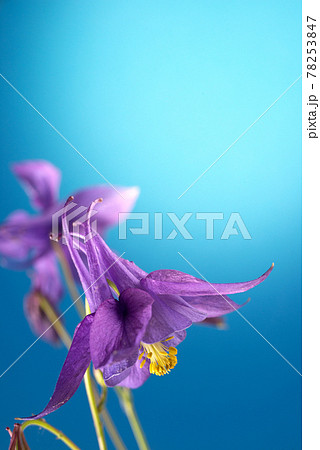 Beautiful Aquilegia glandulosa against bright blue background. Floral wallpaper with aquilegia flower. Beautiful Aquilegia glandulosa against bright blue background. Floral wallpaper with aquilegia flower. 78253847