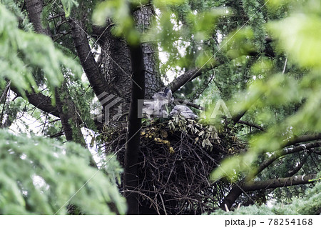 親鳥から給餌されすくすく育つオオタカの雛 78254168