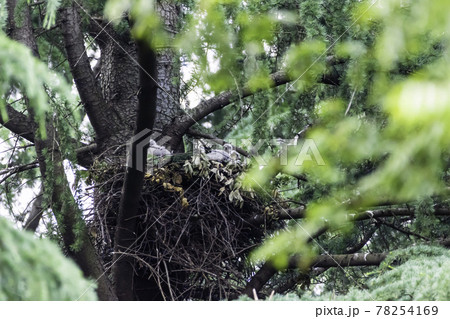 親鳥から給餌されすくすく育つオオタカの雛 78254169