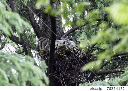 親鳥から給餌されすくすく育つオオタカの雛 78254172