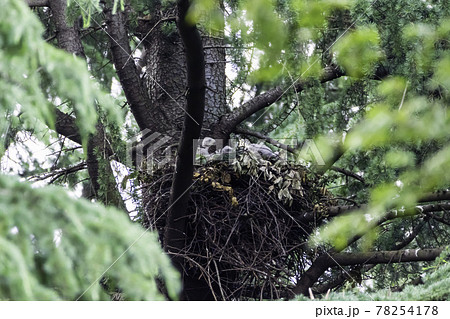 親鳥から給餌されすくすく育つオオタカの雛 親鳥から給餌されすくすく育つオオタカの雛 78254178