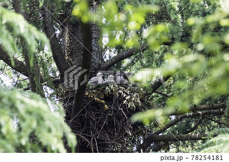 親鳥から給餌されすくすく育つオオタカの雛 親鳥から給餌されすくすく育つオオタカの雛 78254181