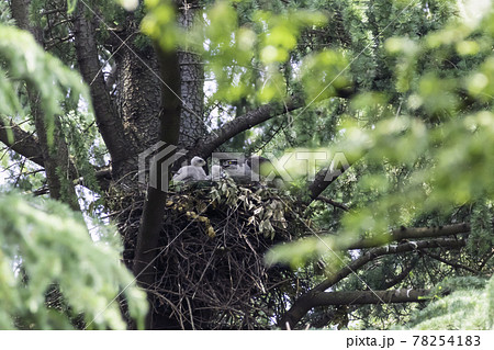 親鳥から給餌されすくすく育つオオタカの雛 78254183