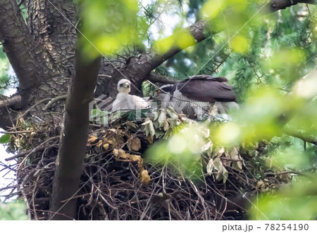 親鳥から給餌されすくすく育つオオタカの雛 78254190