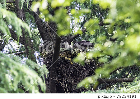 親鳥から給餌されすくすく育つオオタカの雛 78254191