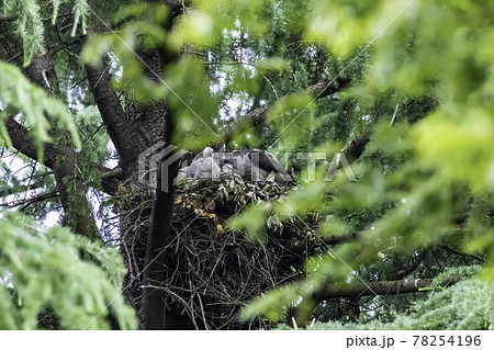 親鳥から給餌されすくすく育つオオタカの雛 78254196