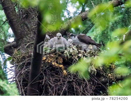 親鳥から給餌されすくすく育つオオタカの雛 78254200
