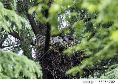 親鳥から給餌されすくすく育つオオタカの雛 親鳥から給餌されすくすく育つオオタカの雛 78254202