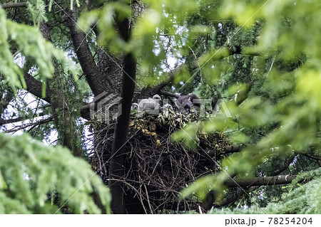 親鳥から給餌されすくすく育つオオタカの雛 78254204