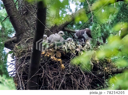 親鳥から給餌されすくすく育つオオタカの雛 親鳥から給餌されすくすく育つオオタカの雛 78254205