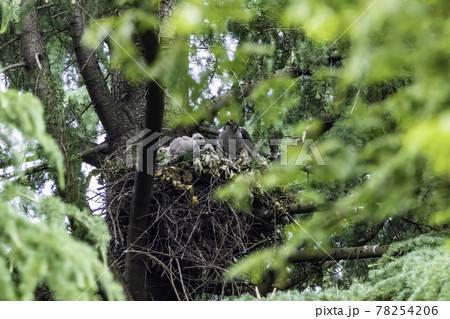 親鳥から給餌されすくすく育つオオタカの雛 親鳥から給餌されすくすく育つオオタカの雛 78254206