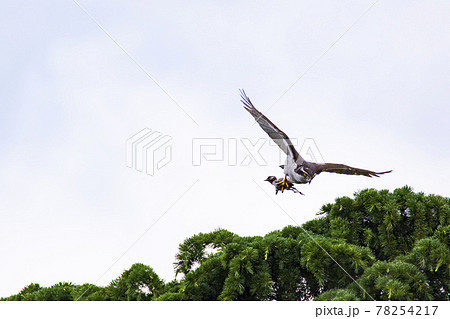 獲物をつかんで雛の元へ飛翔するオオタカ 78254217