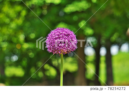 丸いアリウムの花 78254272