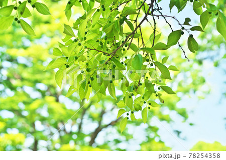 エノキの緑の実 78254358