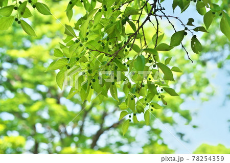 エノキの緑の実 78254359