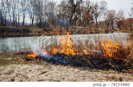 Strong fire in the forest on the lake. A lot of smoke on the background of the trees. Ashes, and fire on dry grass, close-up. Large black burned area on the river bank. Strong fire in the forest on the lake. A lot of smoke on the background of the trees. Ashes, and fire on dry grass, close-up. Large black burned area on the river bank. 78254880