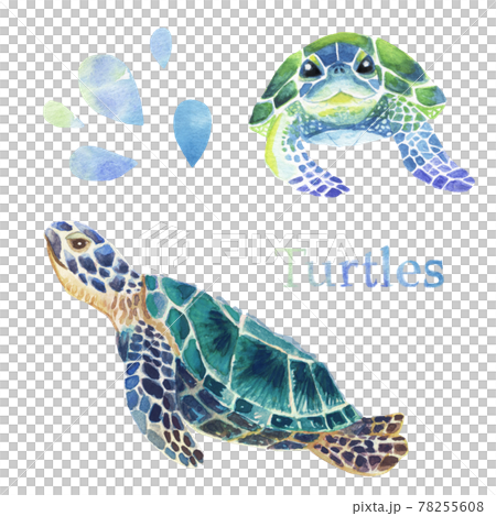 <水彩画>優雅に泳ぐ青いウミガメの手描き水彩画イラスト素材のセット 78255608