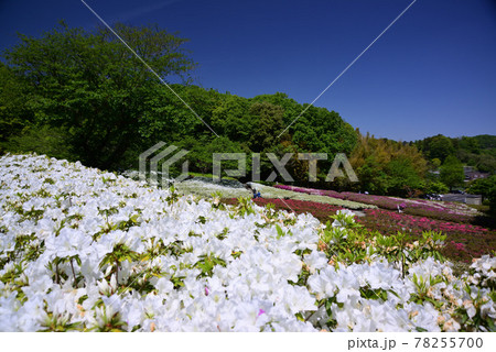 晴れた日のあつぎつつじの丘公園 78255700