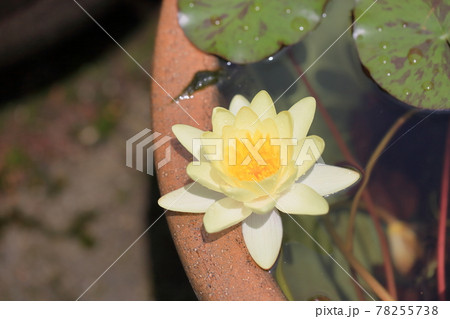 スイレンの花 78255738