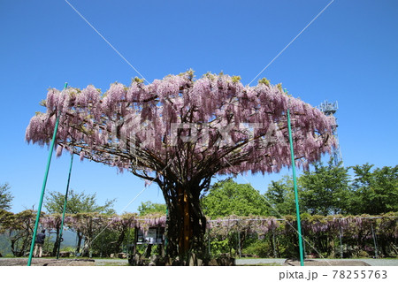 皐月晴れの空に映える藤の花 皐月晴れの空に映える藤の花 78255763