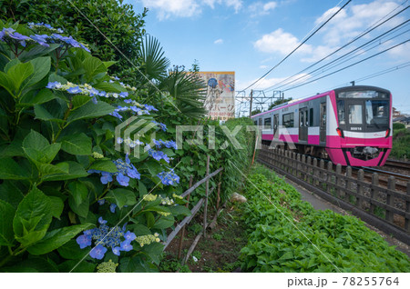 紫陽花と新京成電車 78255764