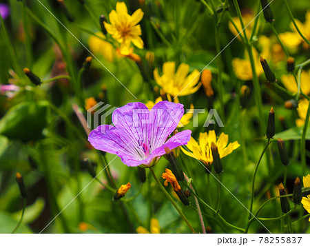 火打山に咲くハクサンフウロ 火打山に咲くハクサンフウロ 78255837