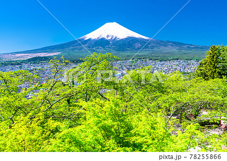 《山梨県》富士山と新緑・新倉山浅間公園 78255866