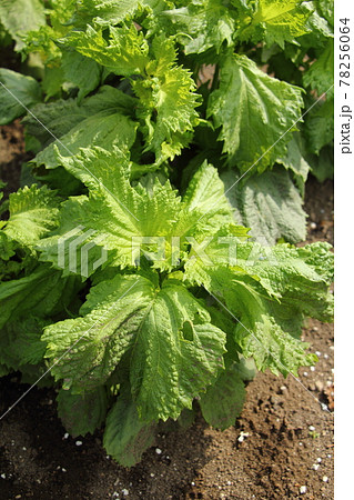 アオジソの栽培 78256064