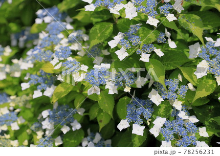 アジサイの花 白甘茶の写真素材