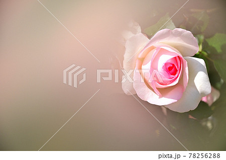 五月のバラ-ソフトトーン 五月のバラ-ソフトトーン 78256288