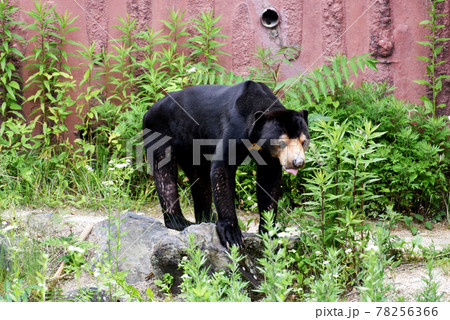 マレーグマ マレーグマ 78256366