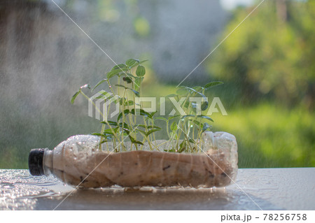 Plastic recycle. Close up and selective focus on the tree are planted in recycled plastic bottles on the table white. Hydroponics in a plastic bottle on Toilet paper. Rainy, bokeh blurred background 78256758