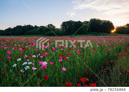 朝日に照らされる日本一のポピー畑・ポピーハッピースクエア【埼玉県鴻巣市】 78256866
