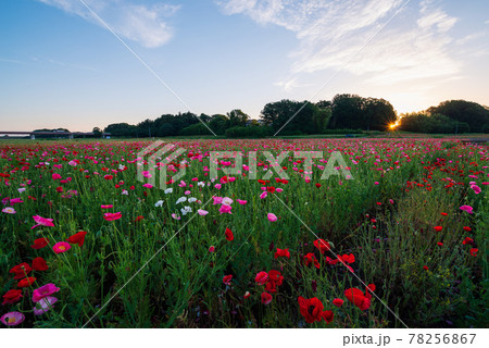 朝日に照らされる日本一のポピー畑・ポピーハッピースクエア【埼玉県鴻巣市】 78256867