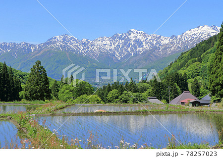 白馬の5月　青鬼の棚田と北アルプス 78257023