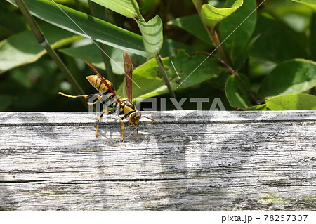生き物　昆虫　キアシナガバチ、大きさは二センチ強。黄色と黒の縞模様で『近寄ると危険！』をアピール 78257307