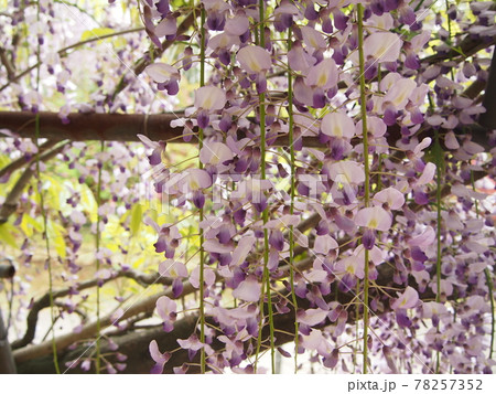 福岡県北九州市 河内藤園の写真素材