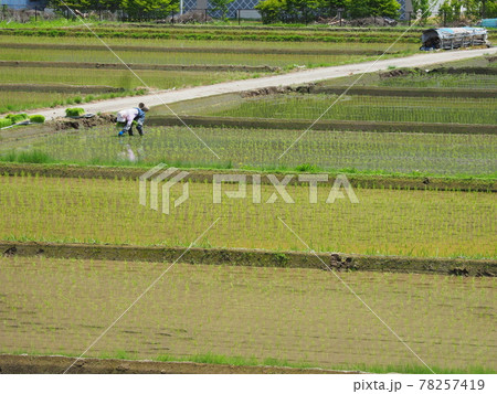 手作業による田植え 手作業による田植え 78257419