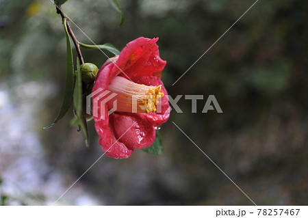 山の中で濡れた真紅のヤブツバキが一輪咲いている。 山の中で濡れた真紅のヤブツバキが一輪咲いている。 78257467