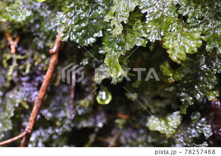 コケから滴り落ちそうになる水のしずくのクローズアップ 78257468