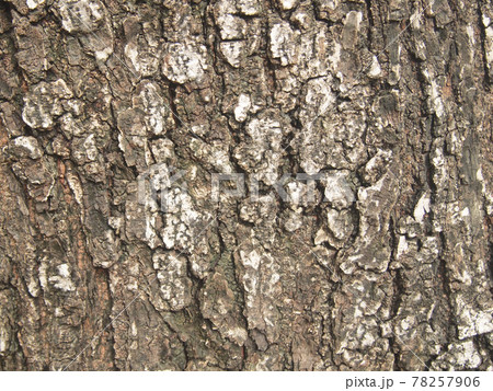 bark of tree texture bark of tree texture 78257906