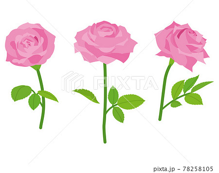 ピンクの薔薇の花のイラスト素材