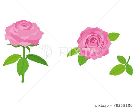 ピンクの薔薇の花のイラスト素材