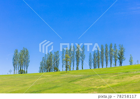 芝生広場とポプラ並木 78258117