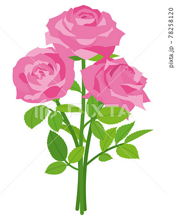 ピンクの薔薇の花のイラスト素材 7581