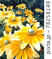 黄色の花畑 78258149