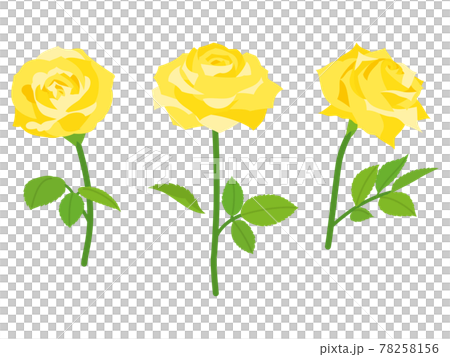 黃玫瑰花 78258156