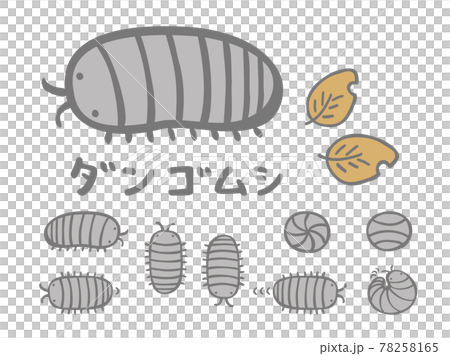 かわいいダンゴムシと枯葉セット　虫 　生き物／手書きイラスト 78258165